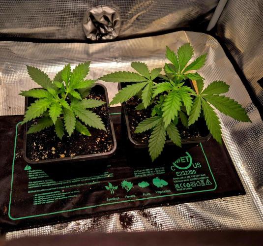 FutureFrost. Week 4