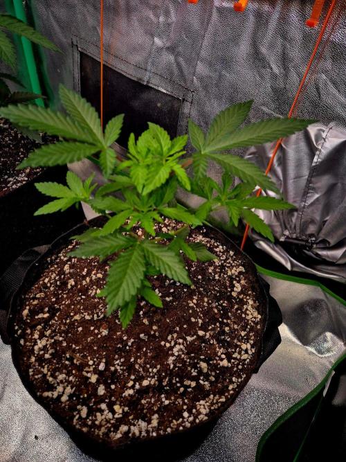 California Indica (CCG) Sensi-Seeds. Week 5