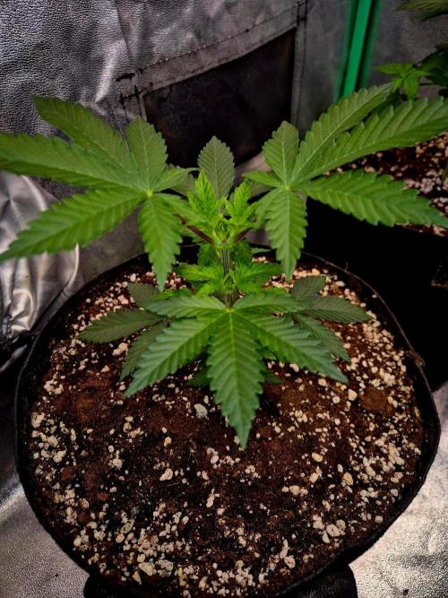 California Indica (CCG) Sensi-Seeds. Week 5