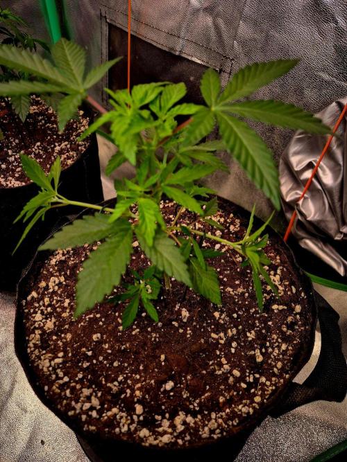 California Indica (CCG) Sensi-Seeds. Week 5