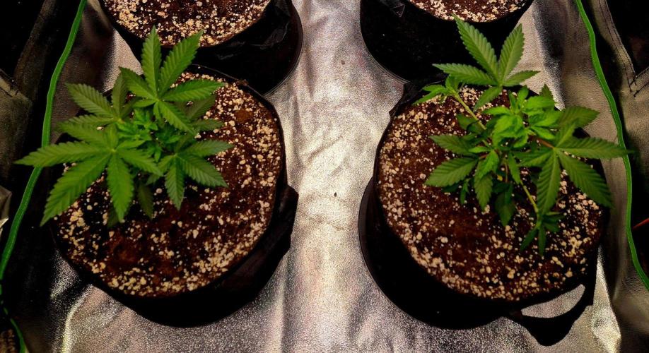 California Indica (CCG) Sensi-Seeds. Week 5