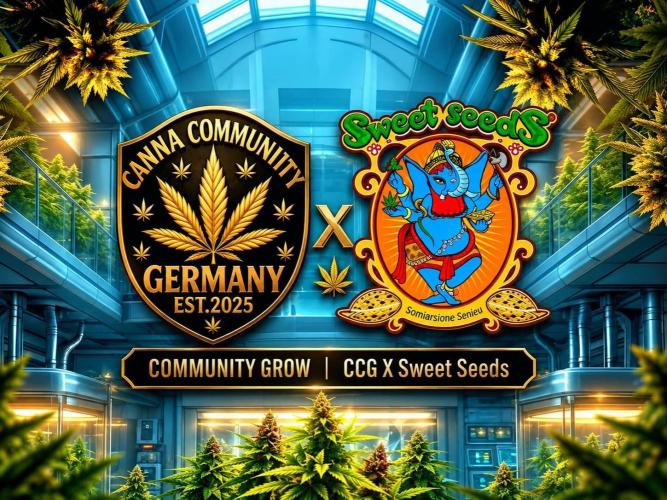 Mental Rainbow (CCG) Sweet Seeds. Week 5