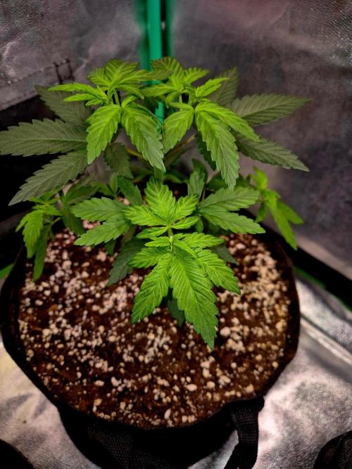 Mental Rainbow (CCG) Sweet Seeds. Week 5