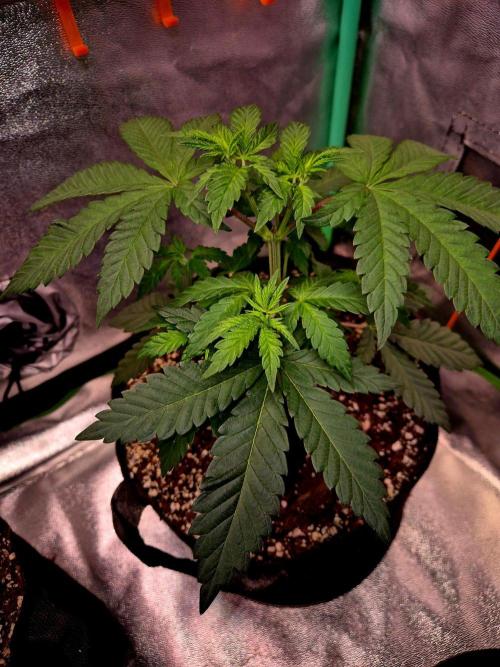 Mental Rainbow (CCG) Sweet Seeds. Week 5