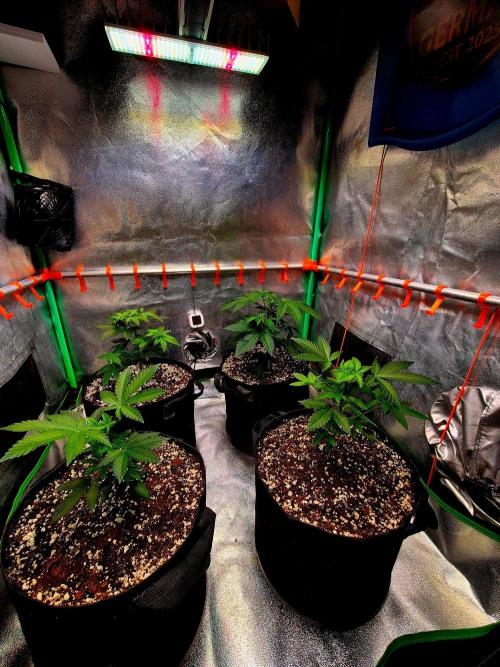 Mental Rainbow (CCG) Sweet Seeds. Week 5