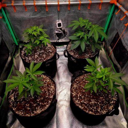 Mental Rainbow (CCG) Sweet Seeds. Week 5