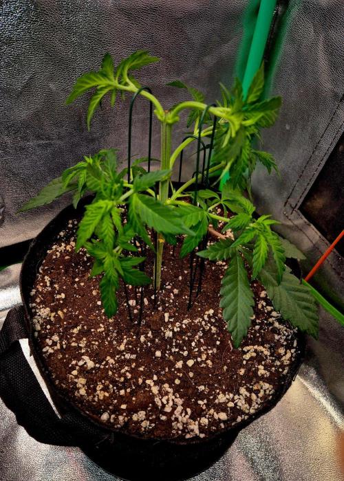 Mental Rainbow (CCG) Sweet Seeds. Week 5