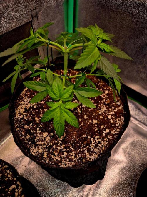 Mental Rainbow (CCG) Sweet Seeds. Week 5