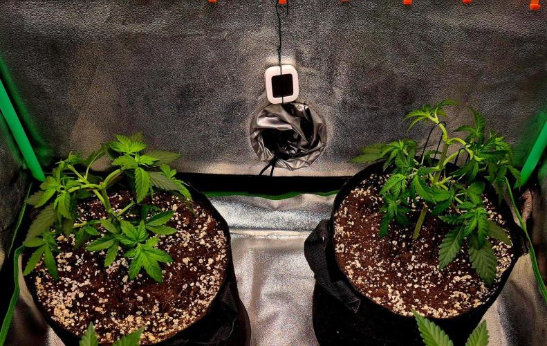 Mental Rainbow (CCG) Sweet Seeds. Week 5