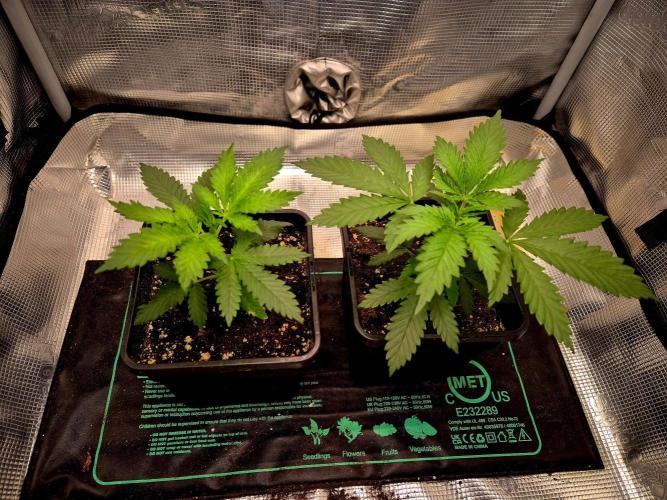 FutureFrost. Week 5