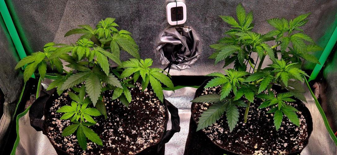 Mental Rainbow (CCG) Sweet Seeds. Week 5
