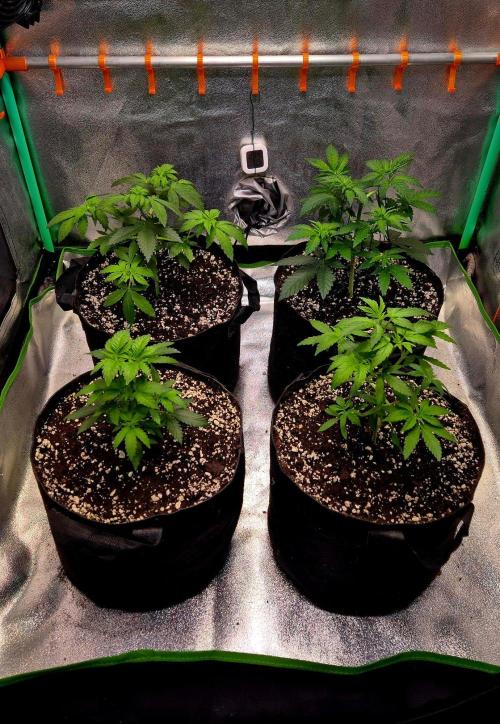 Mental Rainbow (CCG) Sweet Seeds. Week 5