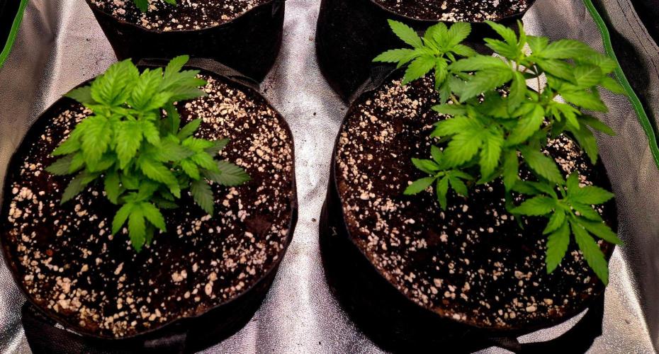 California Indica (CCG) Sensi-Seeds. Week 5