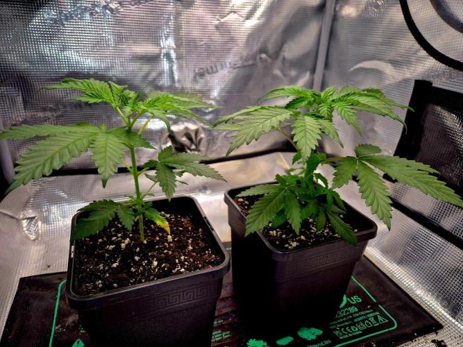 Future Frost by Holy Jeremaiah Genetics. Week 5