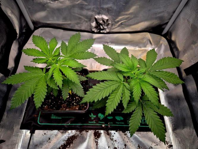 Future Frost by Holy Jeremaiah Genetics. Week 5