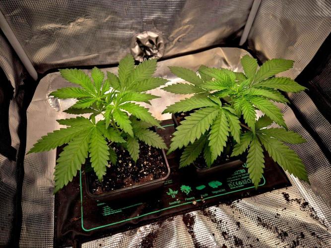 Future Frost by Holy Jeremaiah Genetics. Week 5