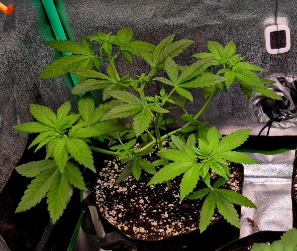 Mental Rainbow (CCG) Sweet Seeds. Week 5