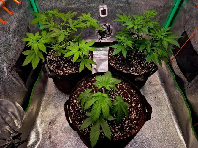 Mental Rainbow (CCG) Sweet Seeds. Week 5