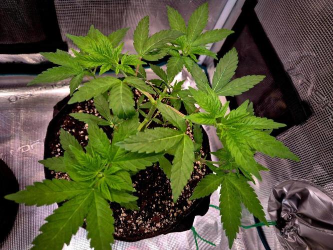California Indica (CCG) Sensi-Seeds. Week 5
