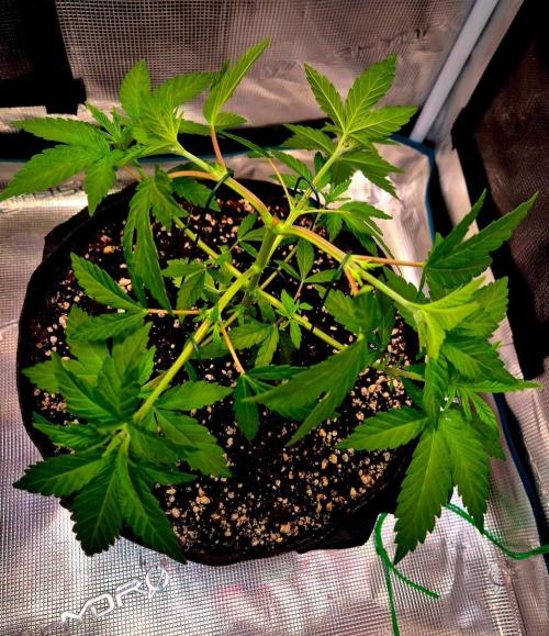 California Indica (CCG) Sensi-Seeds. Week 5