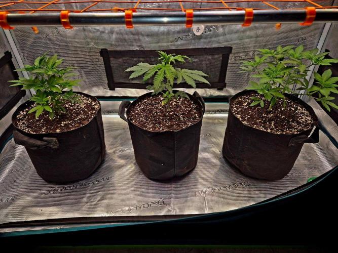 California Indica (CCG) Sensi-Seeds. Week 5