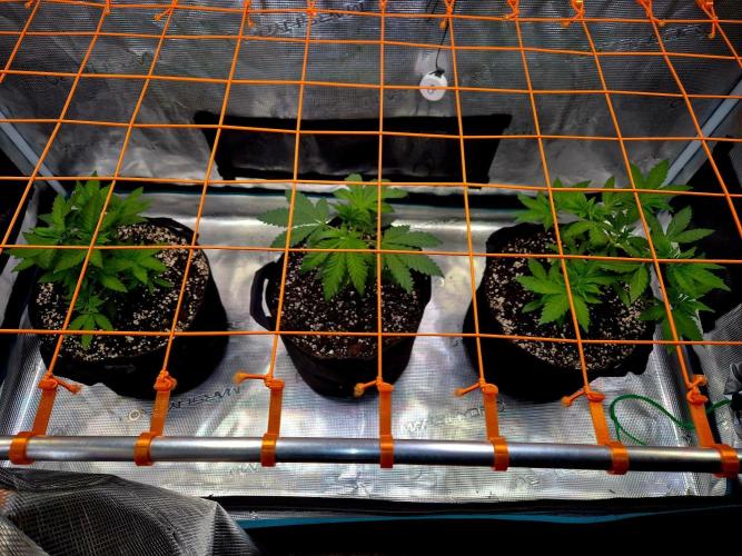 California Indica (CCG) Sensi-Seeds. Week 5