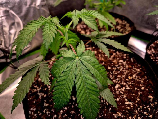 Future Frost by Holy Jeremaiah Genetics. Week 5
