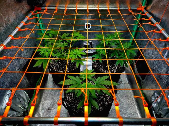 Mental Rainbow (CCG) Sweet Seeds. Week 5