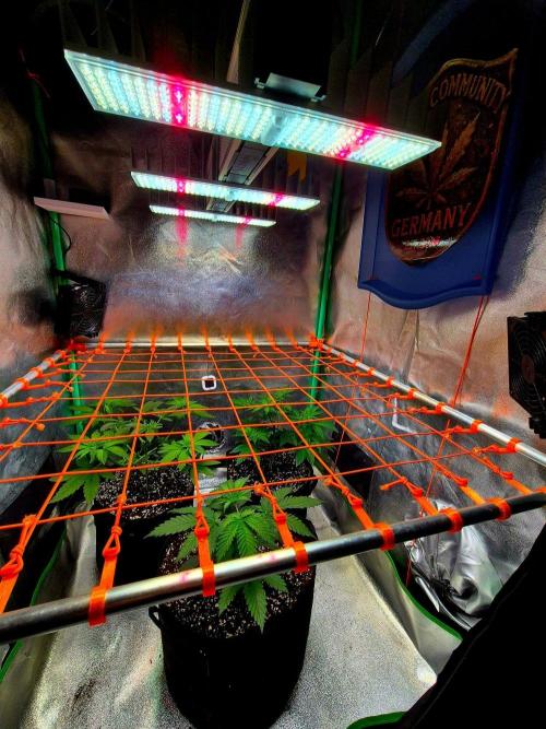 Mental Rainbow (CCG) Sweet Seeds. Week 5