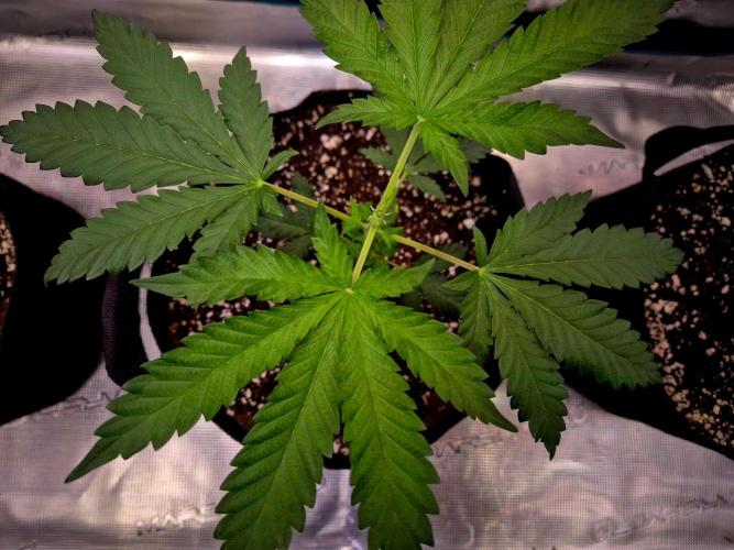 Future Frost by Holy Jeremaiah Genetics. Week 5