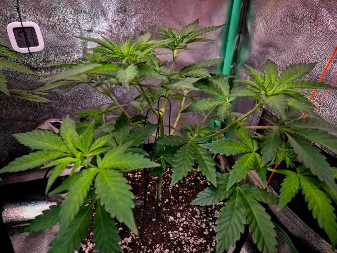Mental Rainbow (CCG) Sweet Seeds. Week 6