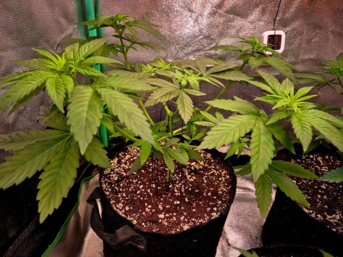 Mental Rainbow (CCG) Sweet Seeds. Week 6
