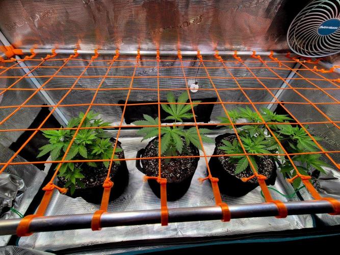California Indica (CCG) Sensi-Seeds. Week 6