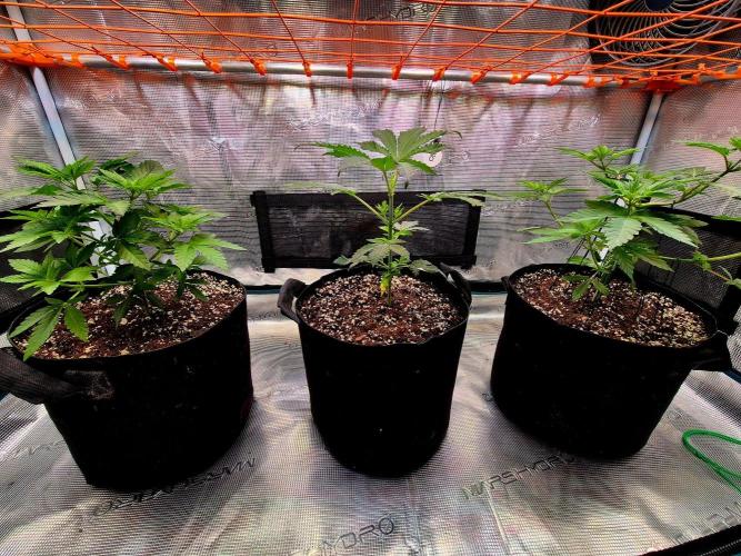California Indica (CCG) Sensi-Seeds. Week 6