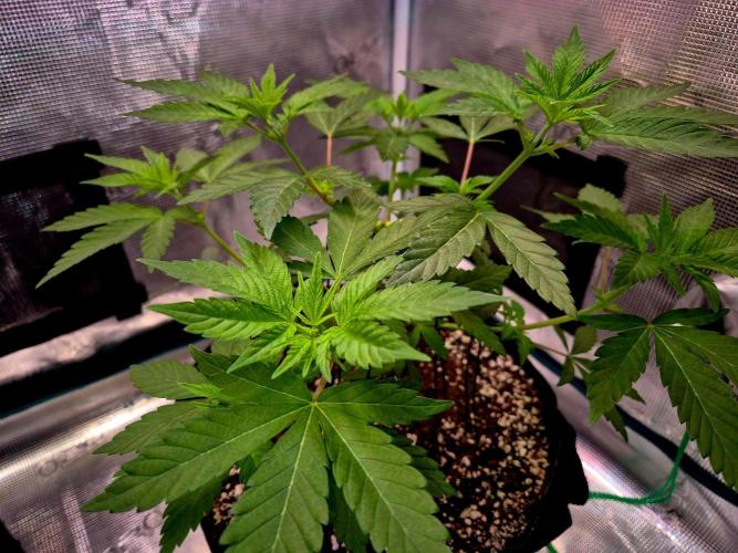 California Indica (CCG) Sensi-Seeds. Week 6