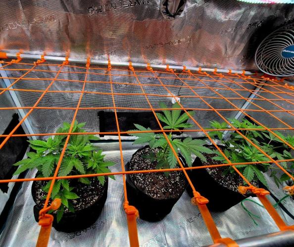 California Indica (CCG) Sensi-Seeds. Week 6