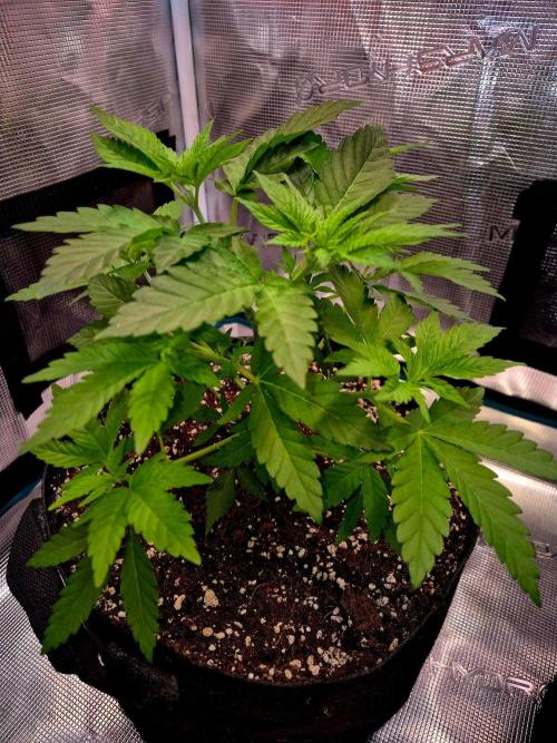California Indica (CCG) Sensi-Seeds. Week 6