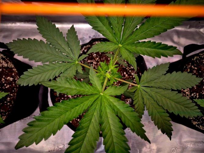 Future Frost by Holy Jeremaiah Genetics. Week 6