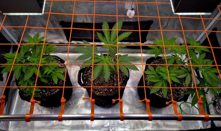 Future Frost by Holy Jeremaiah Genetics. Week 6