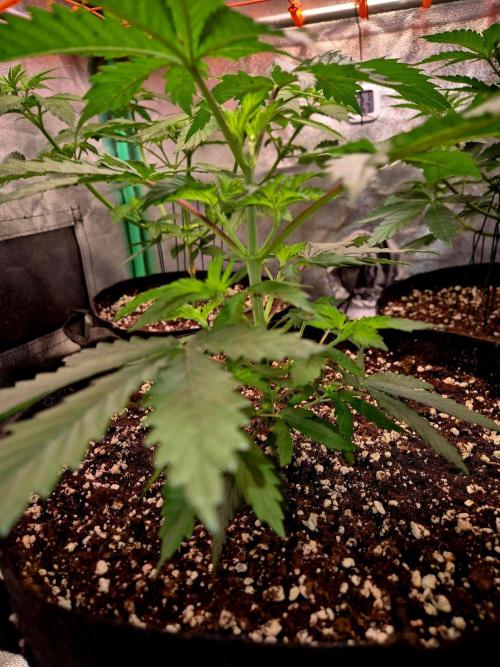 Future Frost by Holy Jeremaiah Genetics. Week 6