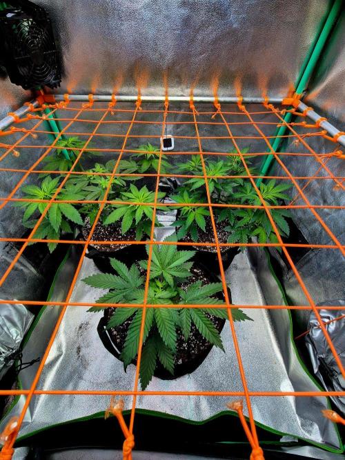 Future Frost by Holy Jeremaiah Genetics. Week 6