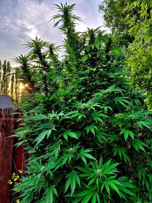 Garbage Lady (Big Mama). Week 26
