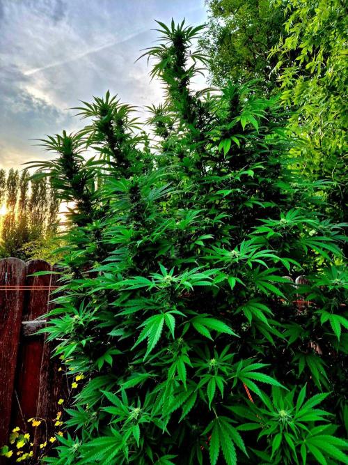 Garbage Lady (Big Mama). Week 26