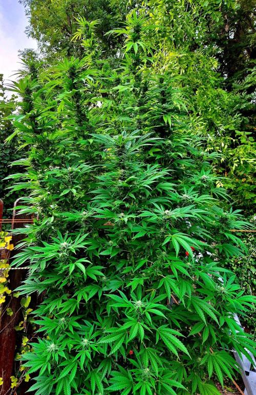 Garbage Lady (Big Mama). Week 26