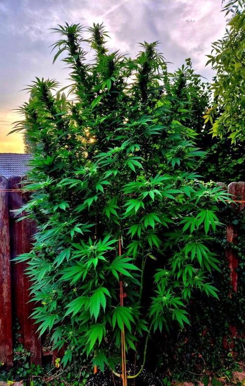 Garbage Lady (Big Mama). Week 26