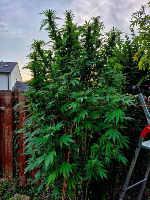 Garbage Lady (Big Mama). Week 26