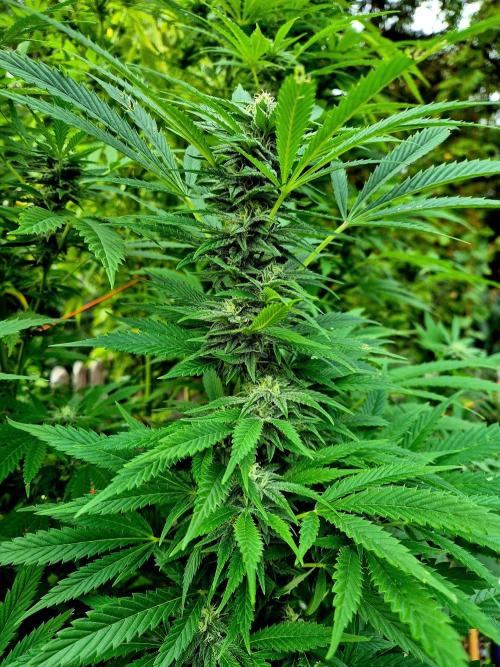 Garbage Lady (Big Mama). Week 26