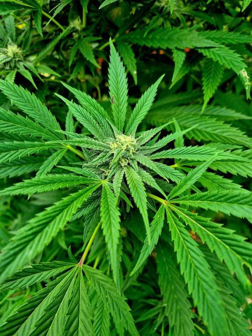 Garbage Lady (Big Mama). Week 26