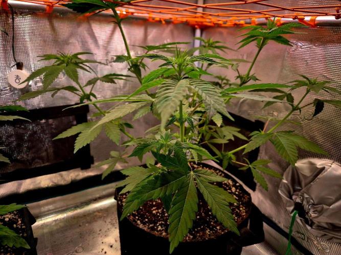 California Indica (CCG) Sensi-Seeds. Week 7