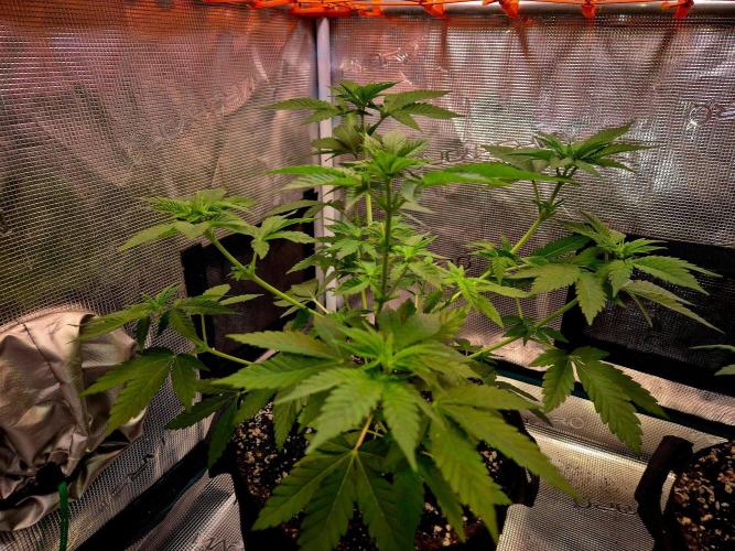 California Indica (CCG) Sensi-Seeds. Week 7